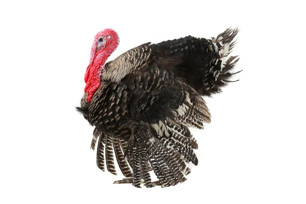 Turkey — Stock Photo, Image