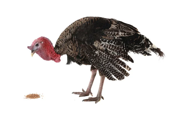 Turkey — Stock Photo, Image