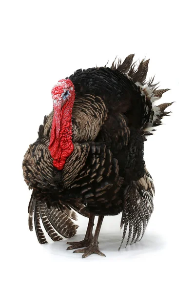 Turkey — Stock Photo, Image