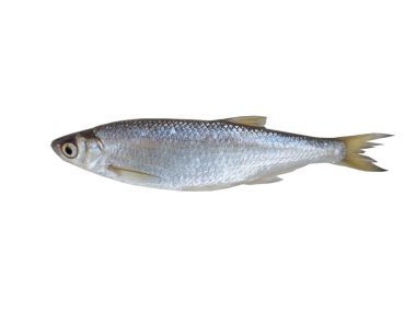 ablet (İnci balığı İnci balığı)