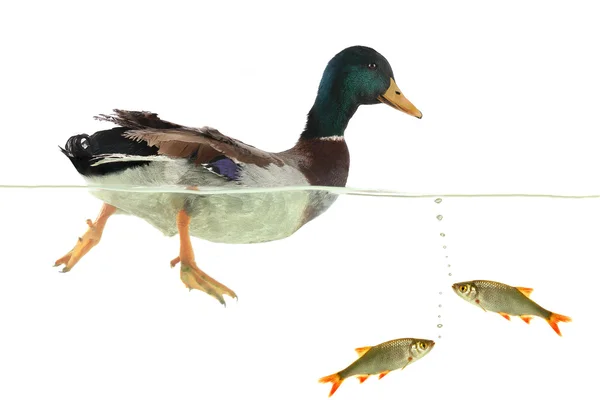 Wild duck — Stock Photo, Image