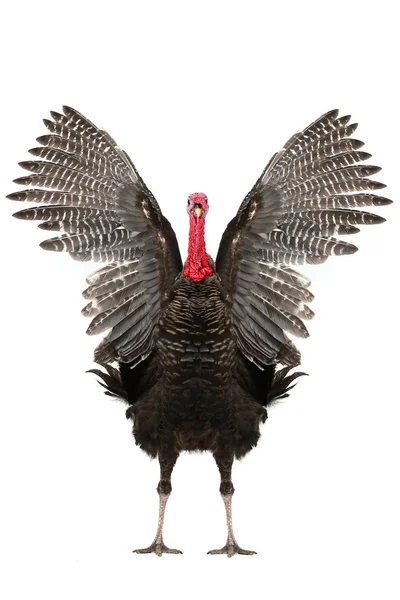 Turkey — Stock Photo, Image