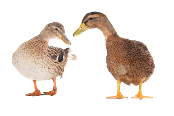 Wild duck — Stock Photo, Image