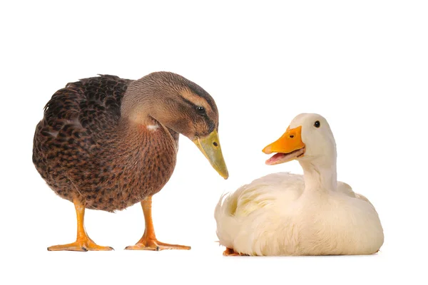 Wild duck — Stock Photo, Image