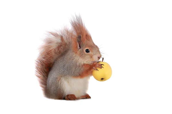 Squirrel — Stock Photo, Image