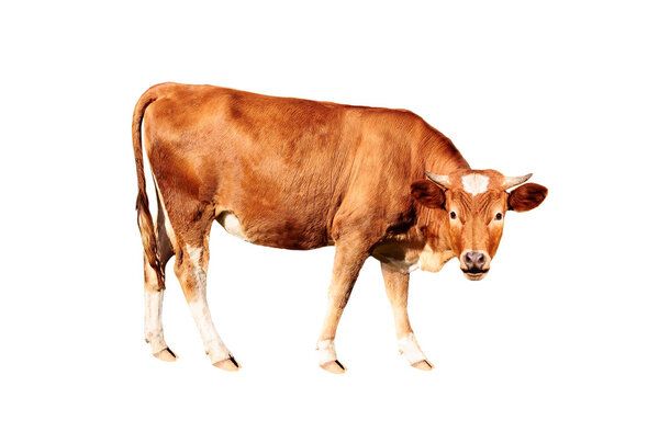 brown cow