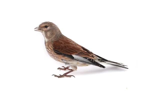 Linnet — Stock Photo, Image