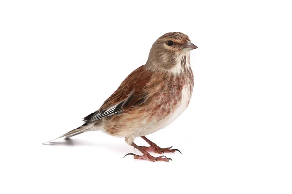 Linnet – stockfoto