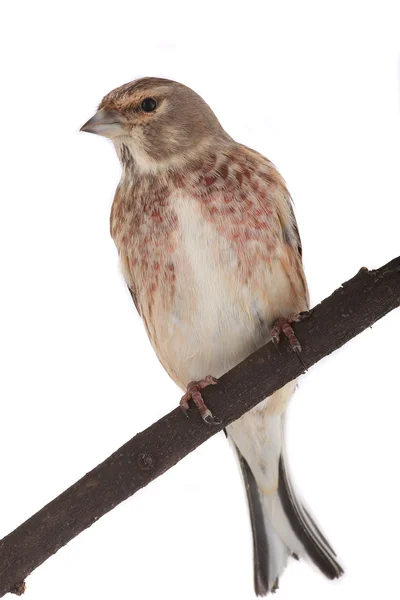 Linnet. — Fotografia de Stock