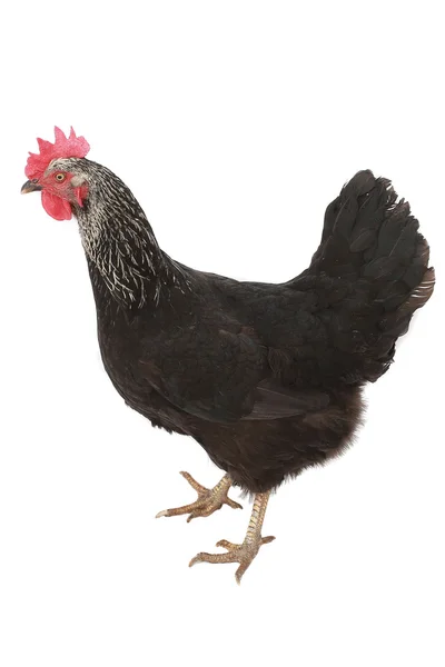 Gallina bruna — Foto Stock