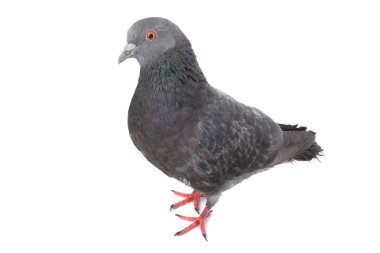 güvercin