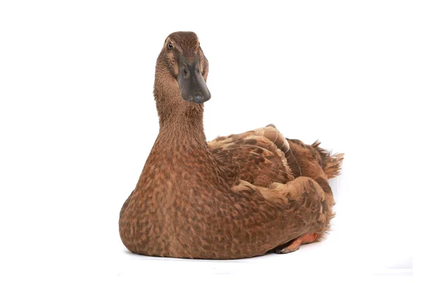 Ente — Stockfoto