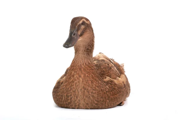 Ente — Stockfoto