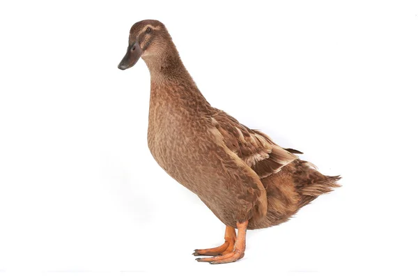 Ente — Stockfoto