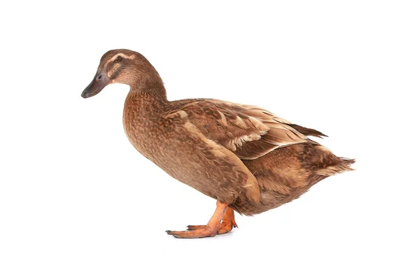 Ente — Stockfoto