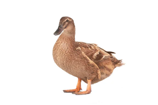 Duck — Stock Photo, Image