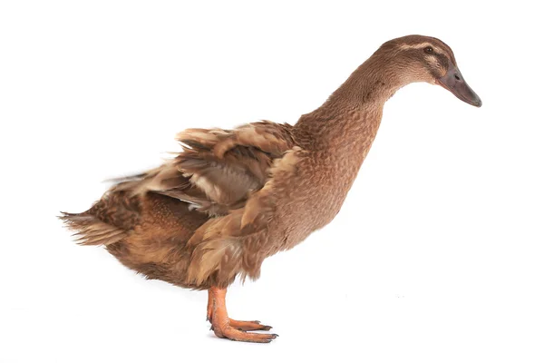 Duck — Stock Photo, Image