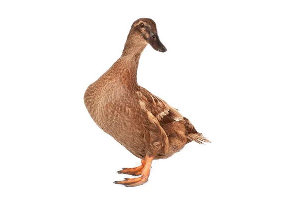 Canard — Photo