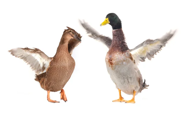 Duck — Stock Photo, Image