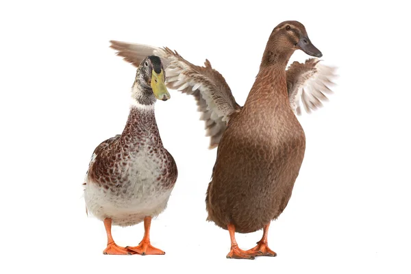 Duck — Stock Photo, Image