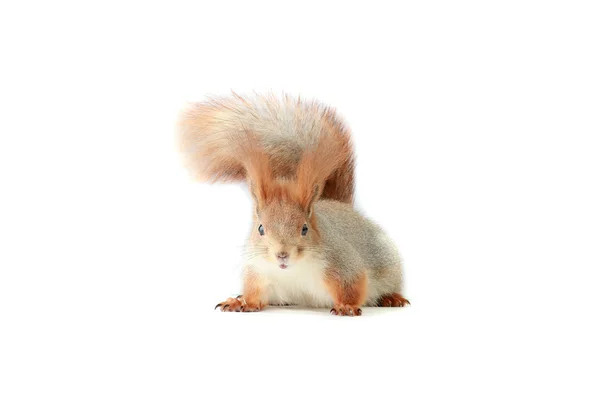 Squirrel — Stock Photo, Image