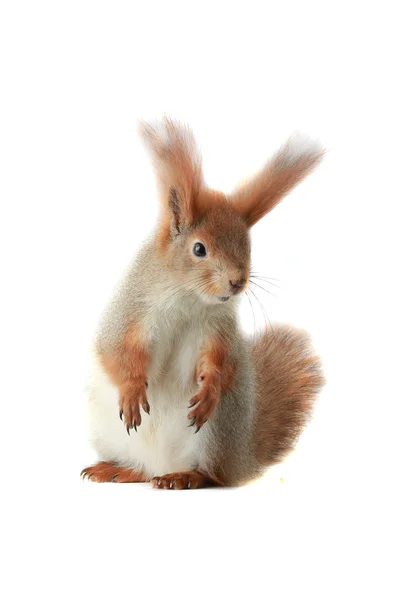 Squirrel — Stock Photo, Image