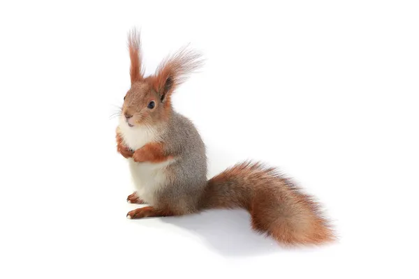 Squirrel — Stock Photo, Image