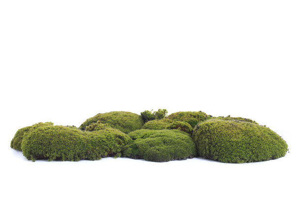 Green moss