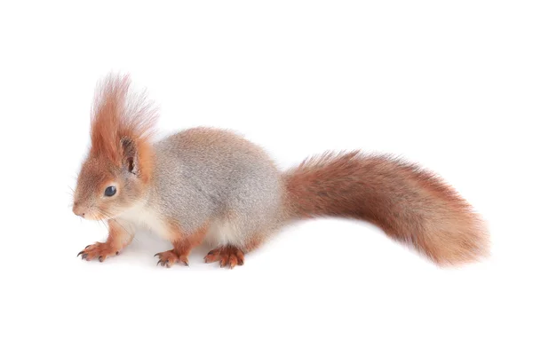 Squirrel — Stock Photo, Image