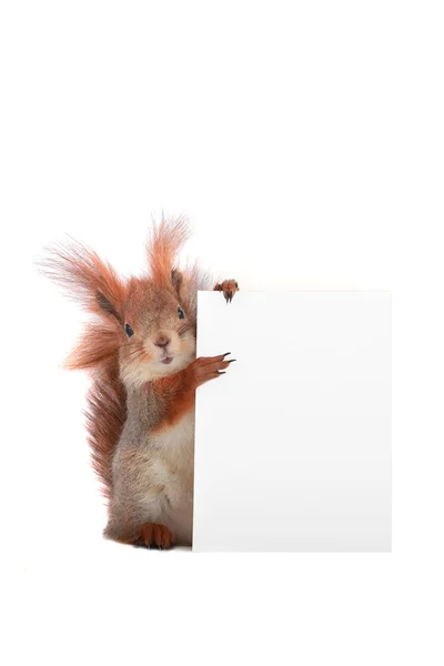 Squirrel — Stock Photo, Image