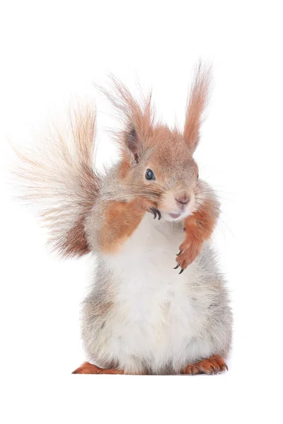 Squirrel — Stock Photo, Image