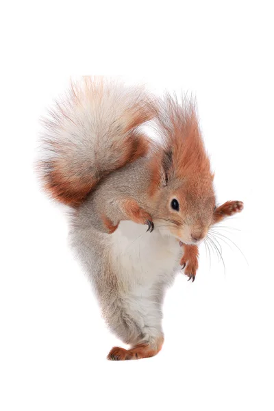 Squirrel — Stock Photo, Image