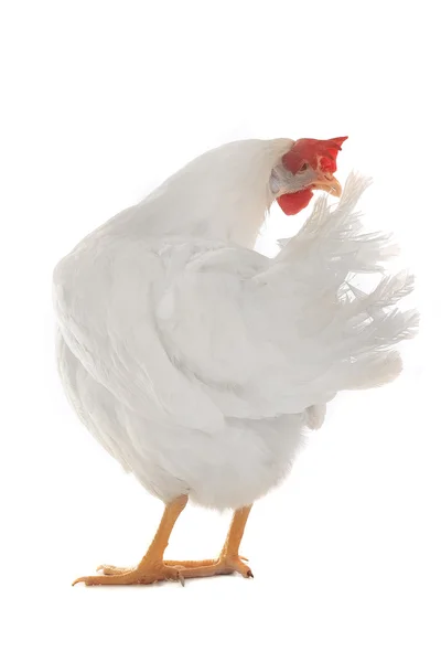 Hen on a white background — Stock Photo, Image