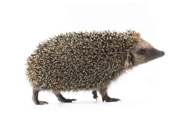 Hedgehog — Stock Photo, Image