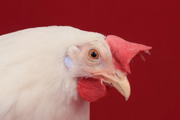 Portrait hen on a red background — Stock Photo, Image