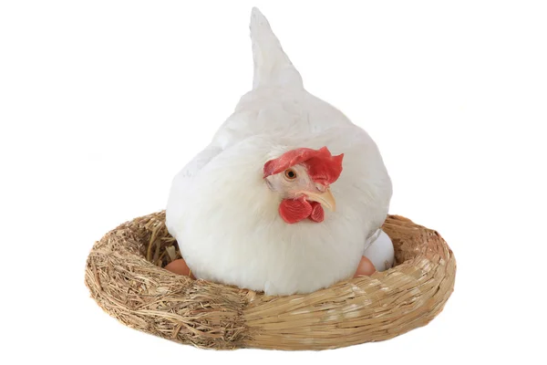 Kura białe tło siedzi na gniazdo — Zdjęcie stockowe