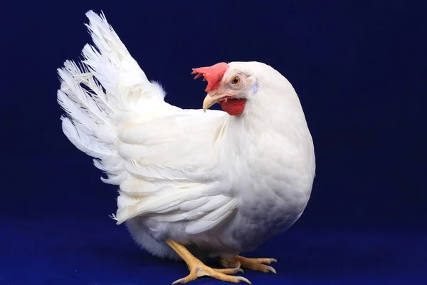 Mavi bir arka plan üzerinde tavuk — Stok fotoğraf
