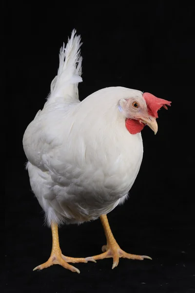 Белая курица на черном фоне — стоковое фото