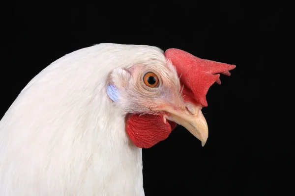 黑色背景上的白母鸡 — 图库照片