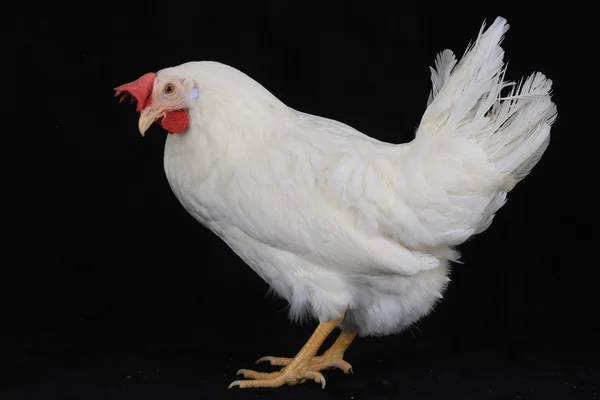 White hen on a black background — Stock Photo, Image