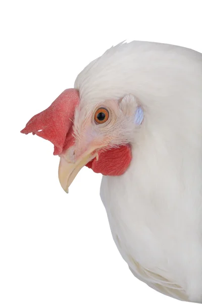 Retrato de pollo sobre fondo blanco — Foto de Stock