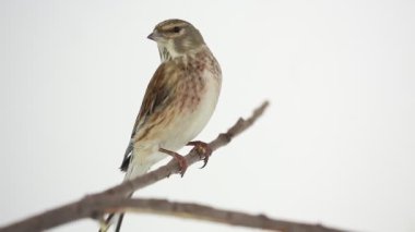 Beyaz bir arka planda ketenkuşu
