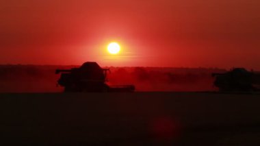 akşam buğday hasadı