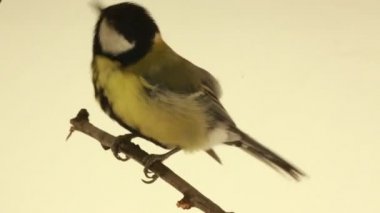 Beyaz bir arka planda baştankara