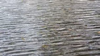 ağaç göl yansıma