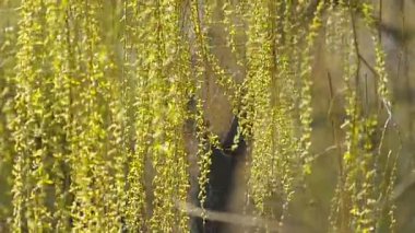 yeşil bir arka plan üzerinde willow