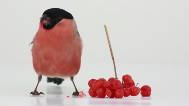 Bullfinch na bílém pozadí — Stock video