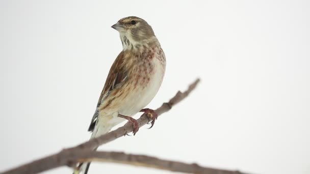 Linnet на белом фоне — стоковое видео