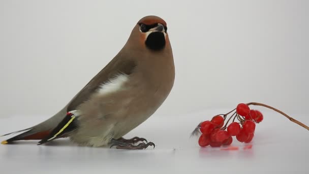 Bohemian Waxwing — Stock Video