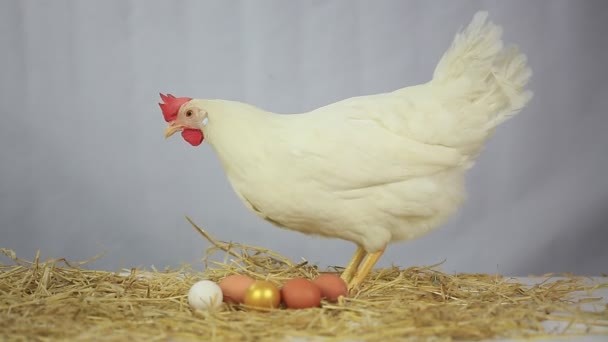 Hen with gold egg — Stock Video